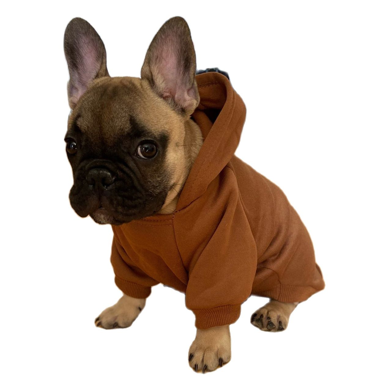 Autumn-Winter-Fashion-Dog-Hoodies-With-Pocket-Small-Dog-Winter-Clothes-Puppy-Pet-Dog-Cat-Coat